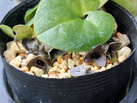 Asarum takaoi