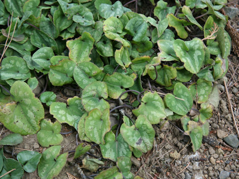 Asarum takaoi