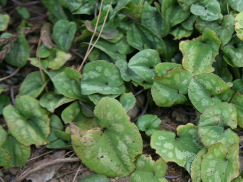 Asarum takaoi