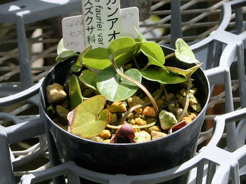 Asarum takaoi