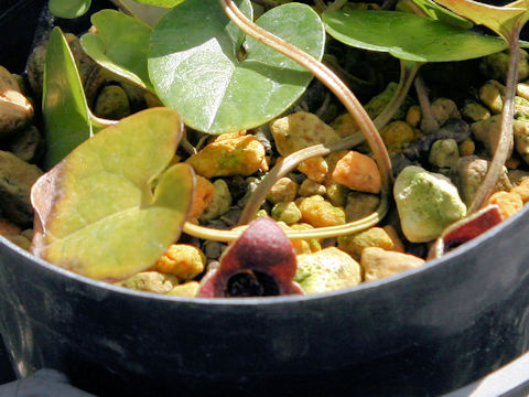 Asarum takaoi