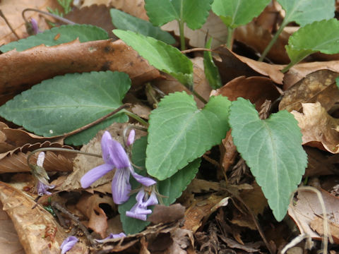 Viola yezoensis
