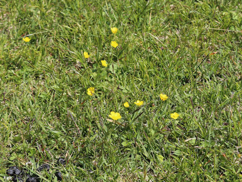 Ranunculus ternatus