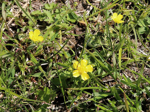 Ranunculus ternatus