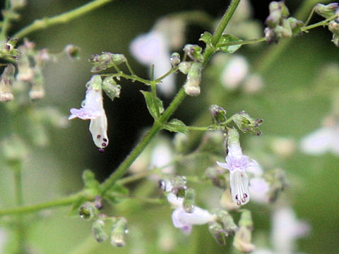 Rabdosia japonica