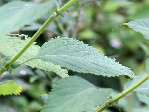 Rabdosia japonica