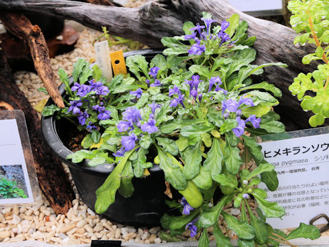 Ajuga pygmaea