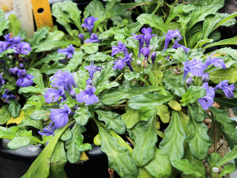 Ajuga pygmaea