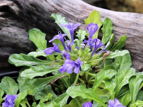 Ajuga pygmaea