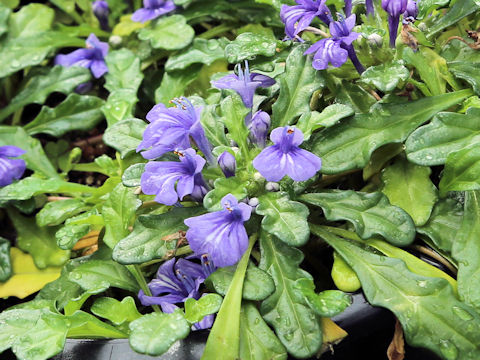 Ajuga pygmaea