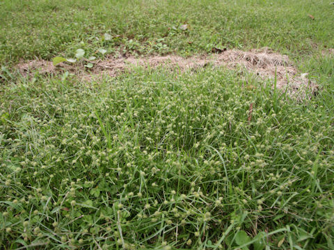 Cyperus brevifolius var. leiolepis