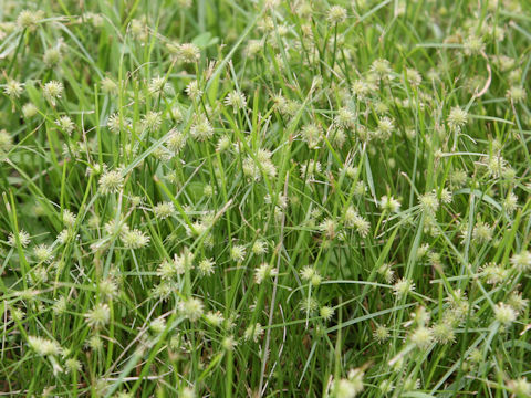 Cyperus brevifolius var. leiolepis