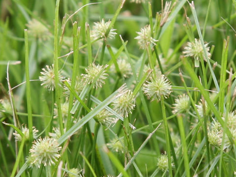 Cyperus brevifolius var. leiolepis