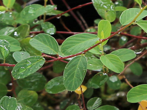 Berchemia lineata