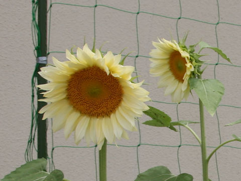 Helianthus annuus cv. Procut White Moon