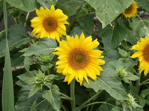 Helianthus annuus cv. Pinocchio