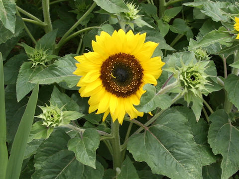 Helianthus annuus cv. Choco Sun