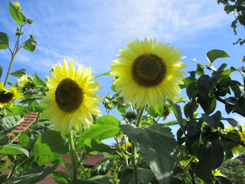 Helianthus annuus