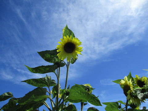 Helianthus annuus