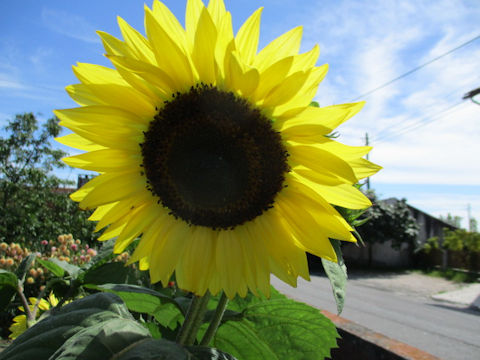 Helianthus annuus