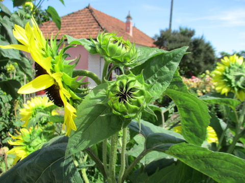 Helianthus annuus