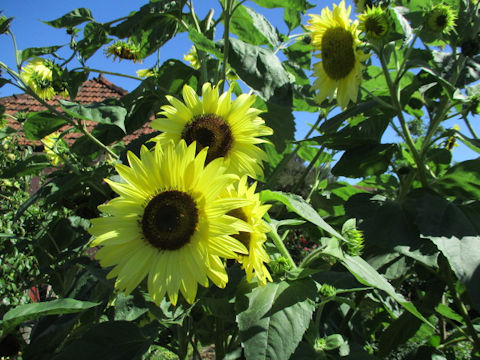 Helianthus annuus