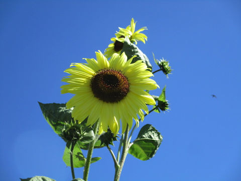 Helianthus annuus