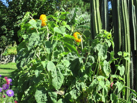 Helianthus annuus