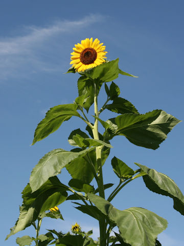 Helianthus annuus