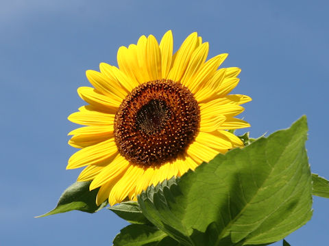 Helianthus annuus