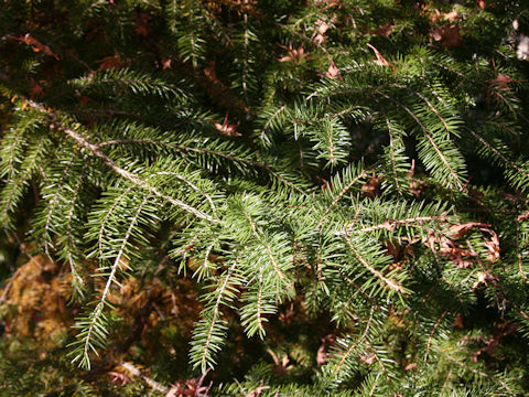 Picea maximowiczii