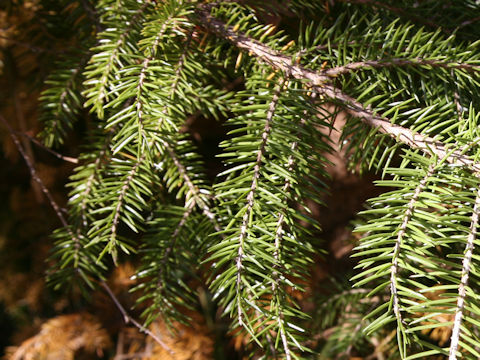 Picea maximowiczii