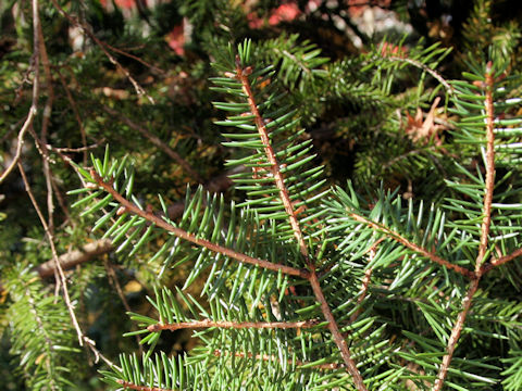 Picea maximowiczii