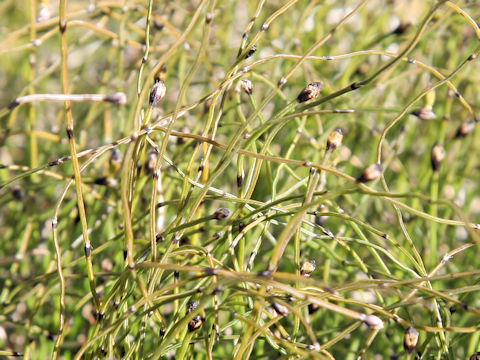 Equisetum  scirpoides