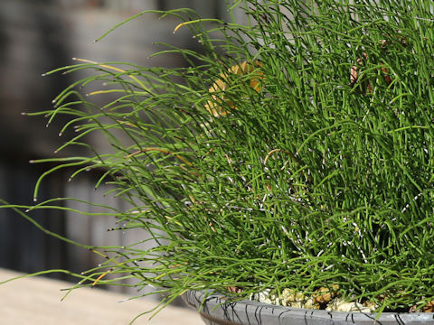 Equisetum  scirpoides