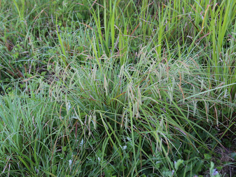 Carex phacota