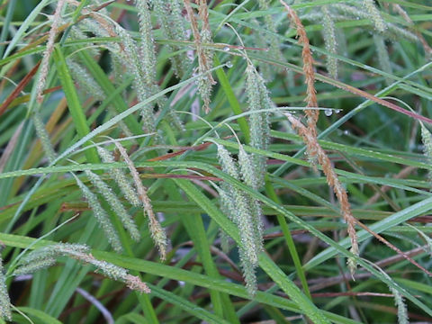 Carex phacota
