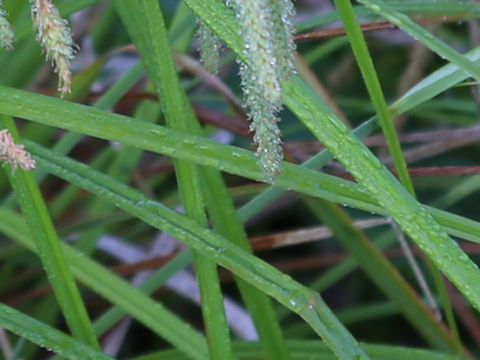 Carex phacota