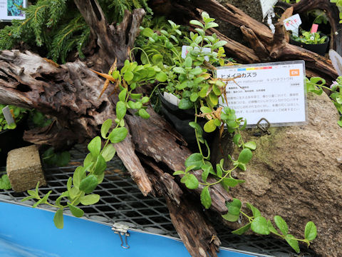 Cynanchum matsumurae