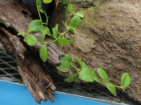 Cynanchum matsumurae