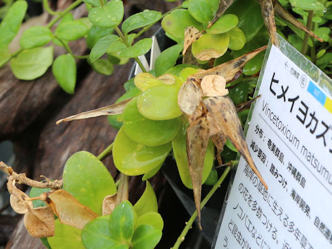 Cynanchum matsumurae