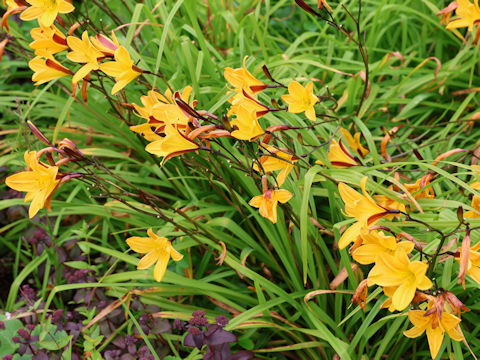 Hemerocallis dumortieri