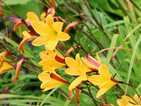 Hemerocallis dumortieri