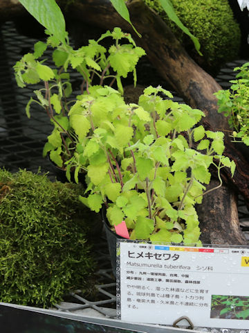 Matsumurella tuberifera