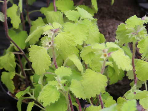Matsumurella tuberifera