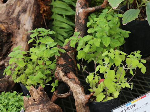 Matsumurella tuberifera