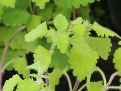 Matsumurella tuberifera