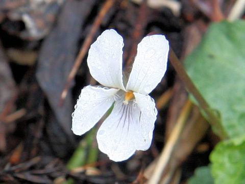 Viola boissieuana