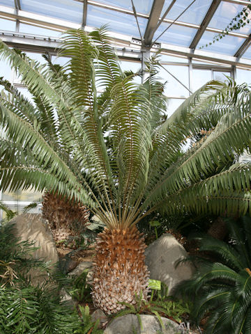 Encephalartos horridus