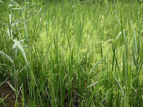 Thelypteris palustris